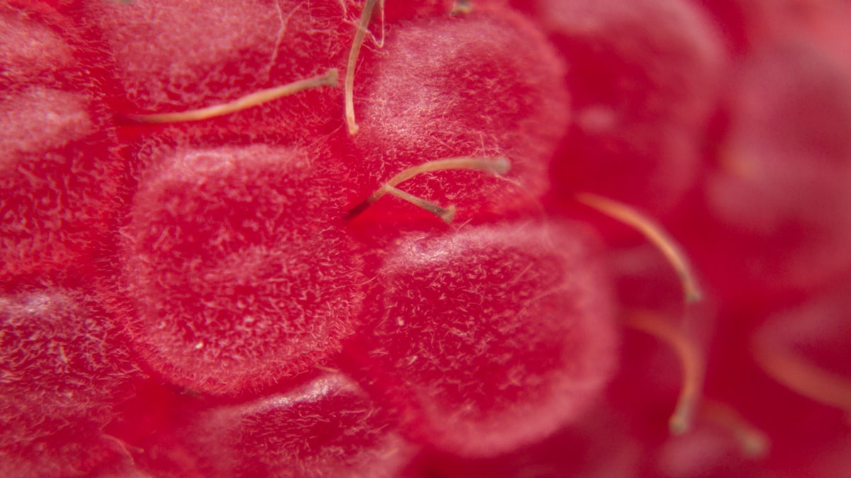 Noci e semi, fonti di vitamina E e polifenoli